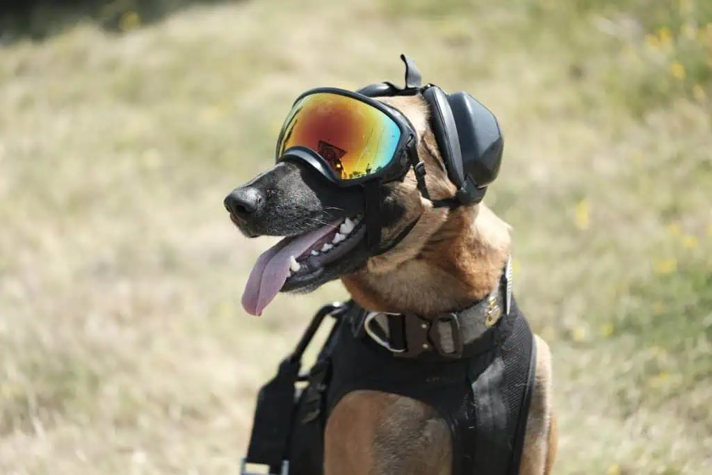 Doggles